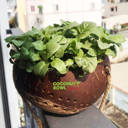 Coconut Shell Hanging Flower Pot (DCB-0053)